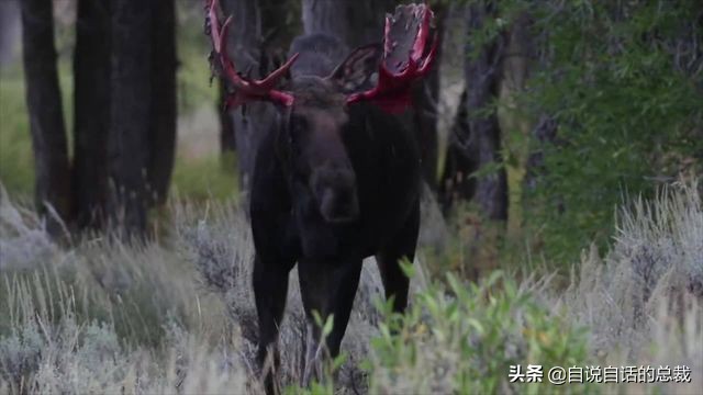 超能力真的存在吗(超级血液，器官再生、百毒不侵，这是人们认为它是仙兽真正的原因)