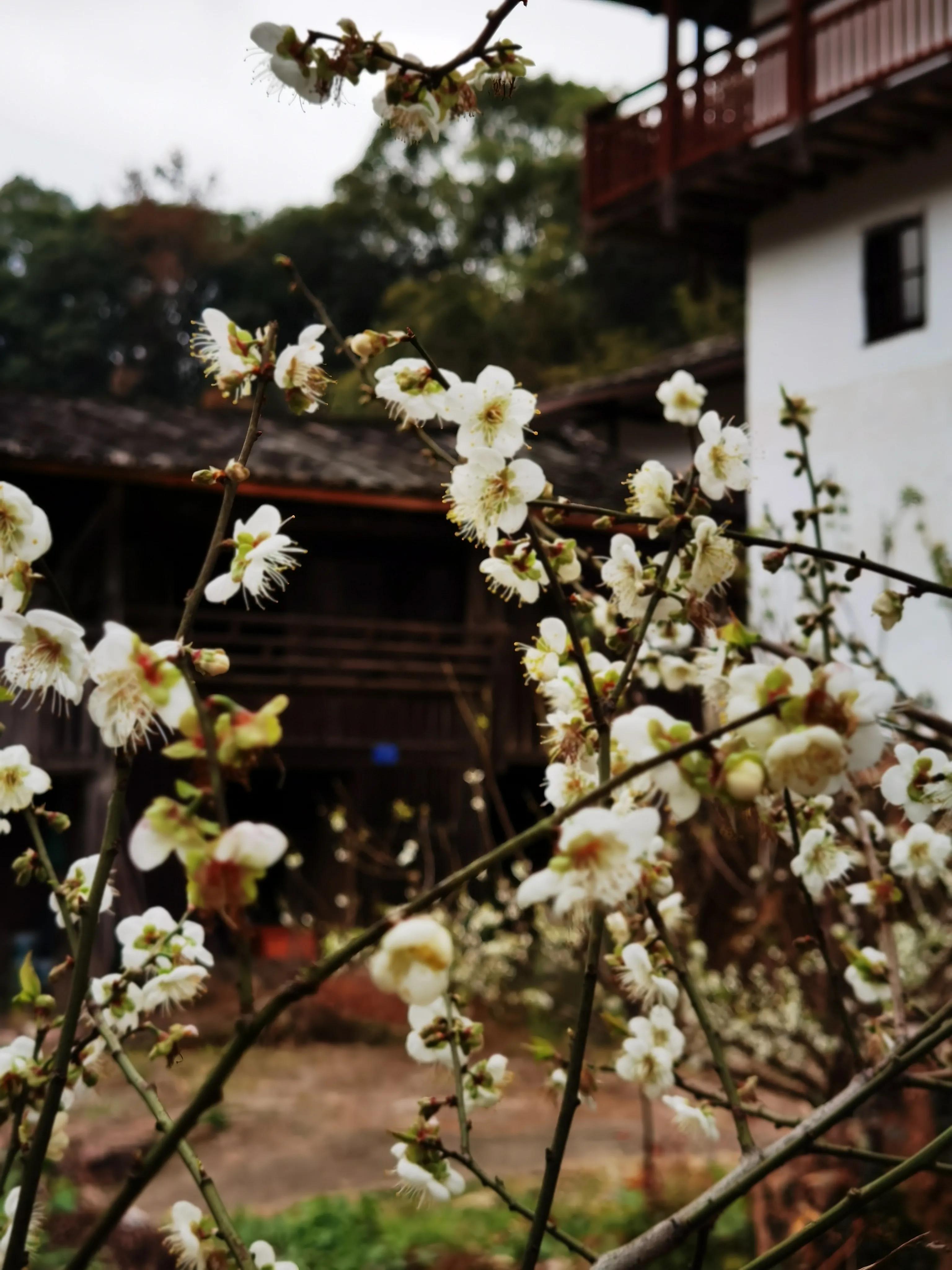 关于梅子的唯美句子_晶羽科技