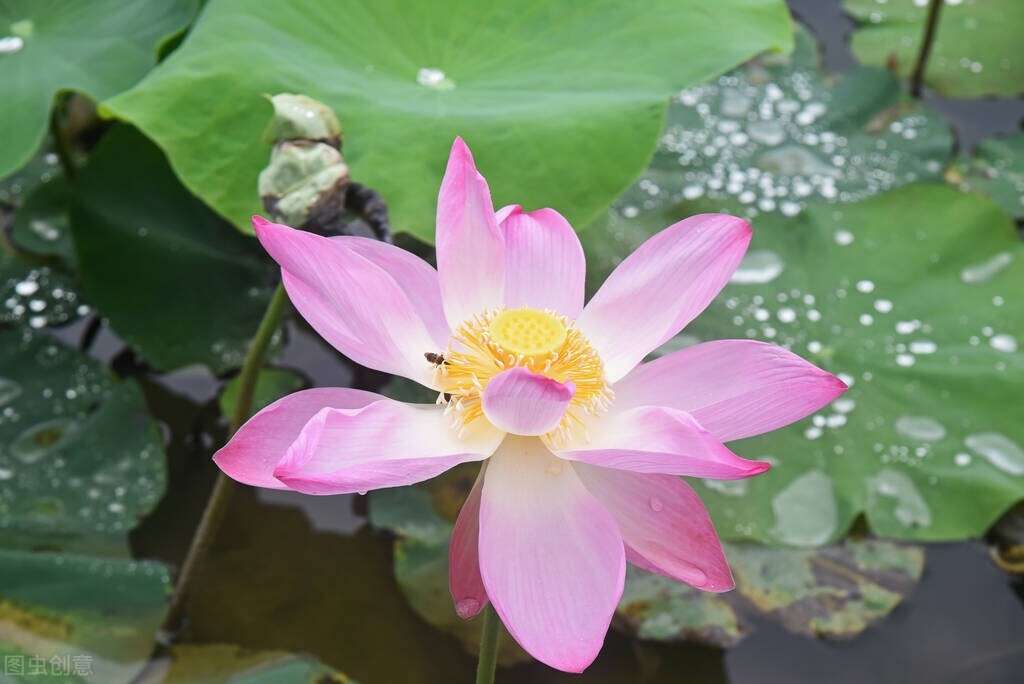 思念你，我的远方灵魂伴侣，愿时光飞逝，早日相聚。