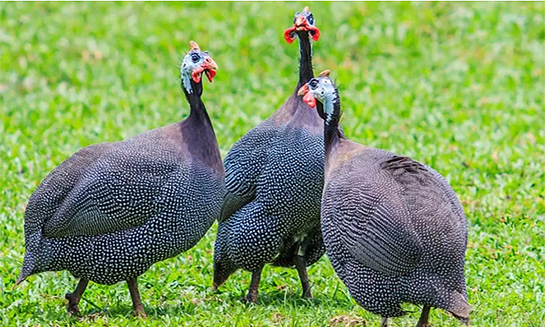 鸡有多少品种(涨知识了) - 青木春