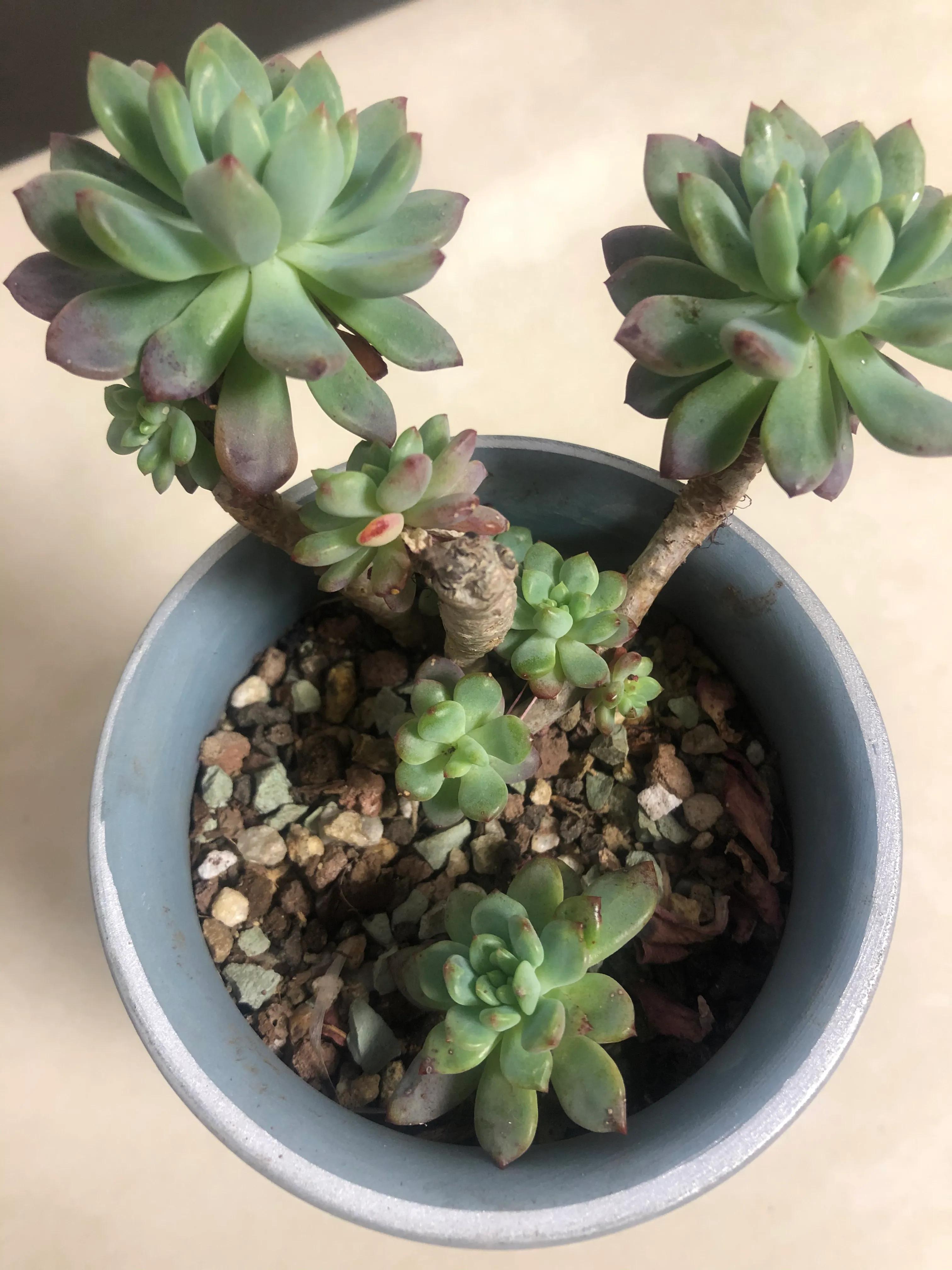 气人 用了多肉爆芽素 发的芽呢 把原有的花芽也给烧死了 肉肉发 安夏美发