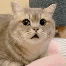 爆肝统计5000个猫名，让所有人都笑死在这些沙雕名字里