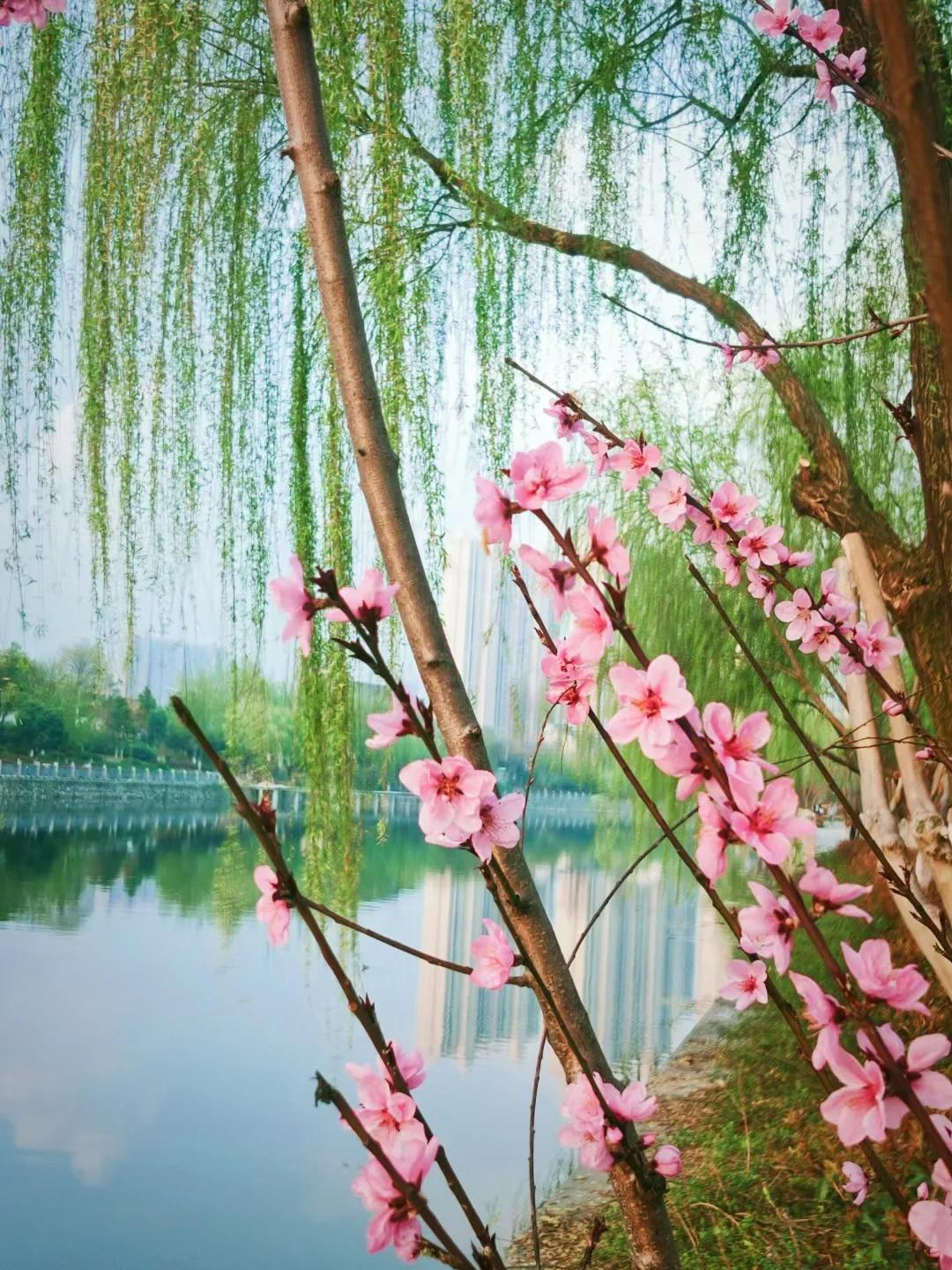 美图美文:最美春天,醉美涵闸河