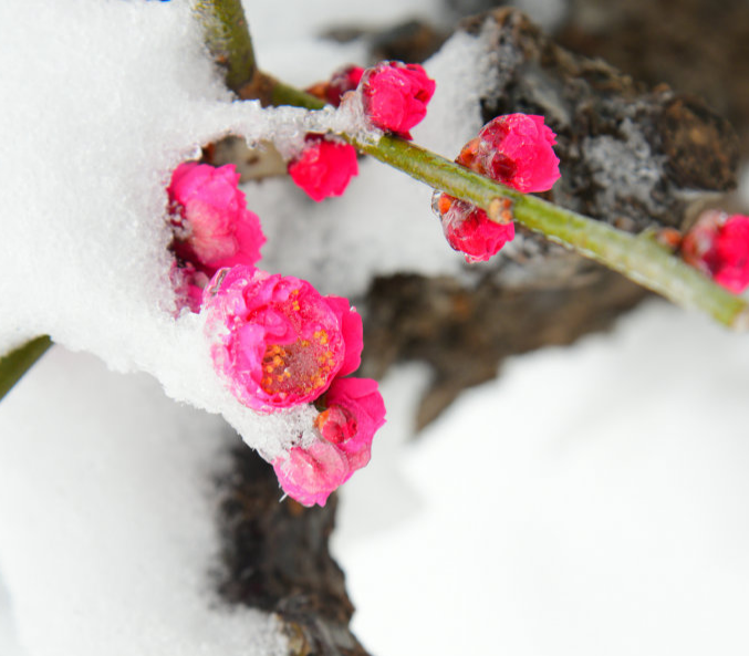 与梅并作十分春，十二首雪梅的诗词，看雪中绽放的梅花，傲霜斗雪