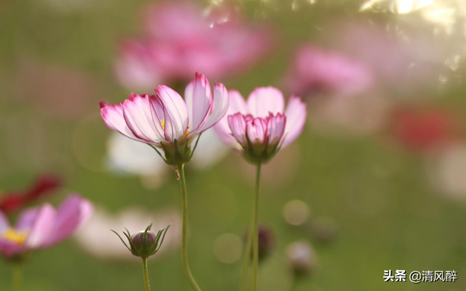 三七女生节表白文案