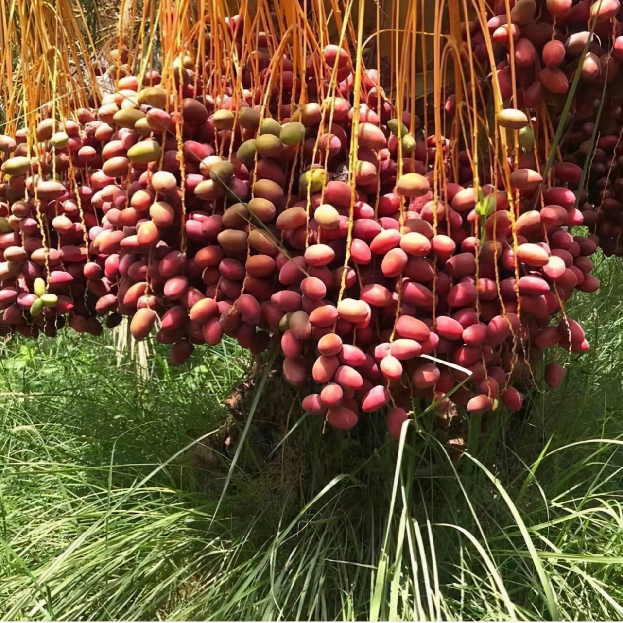 巴基斯坦椰枣价格大跌了巴基斯坦椰枣多少钱一斤