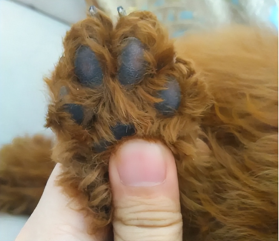 "纯种"泰迪犬才有的6个特征,很多人养的是串串