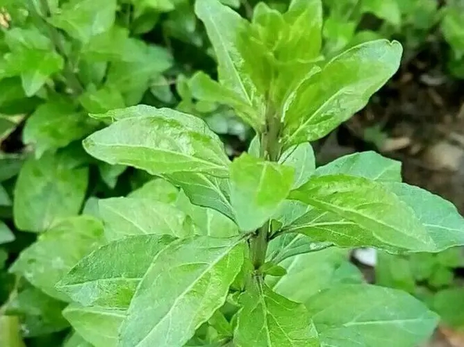 一年之在於春，生之先肝，肝吃些什