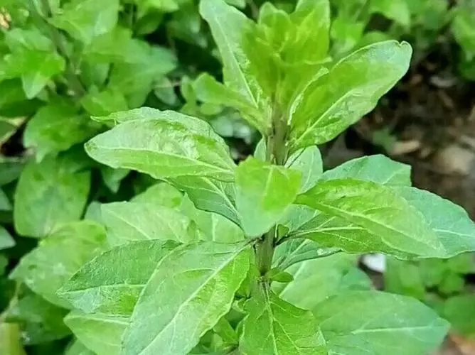 一年之計在於春，養生之計先養肝，養肝應該吃些什麼