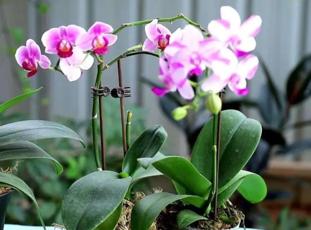 蝴蝶蘭什么時候開花,家養(yǎng)蝴蝶蘭什么時候開花