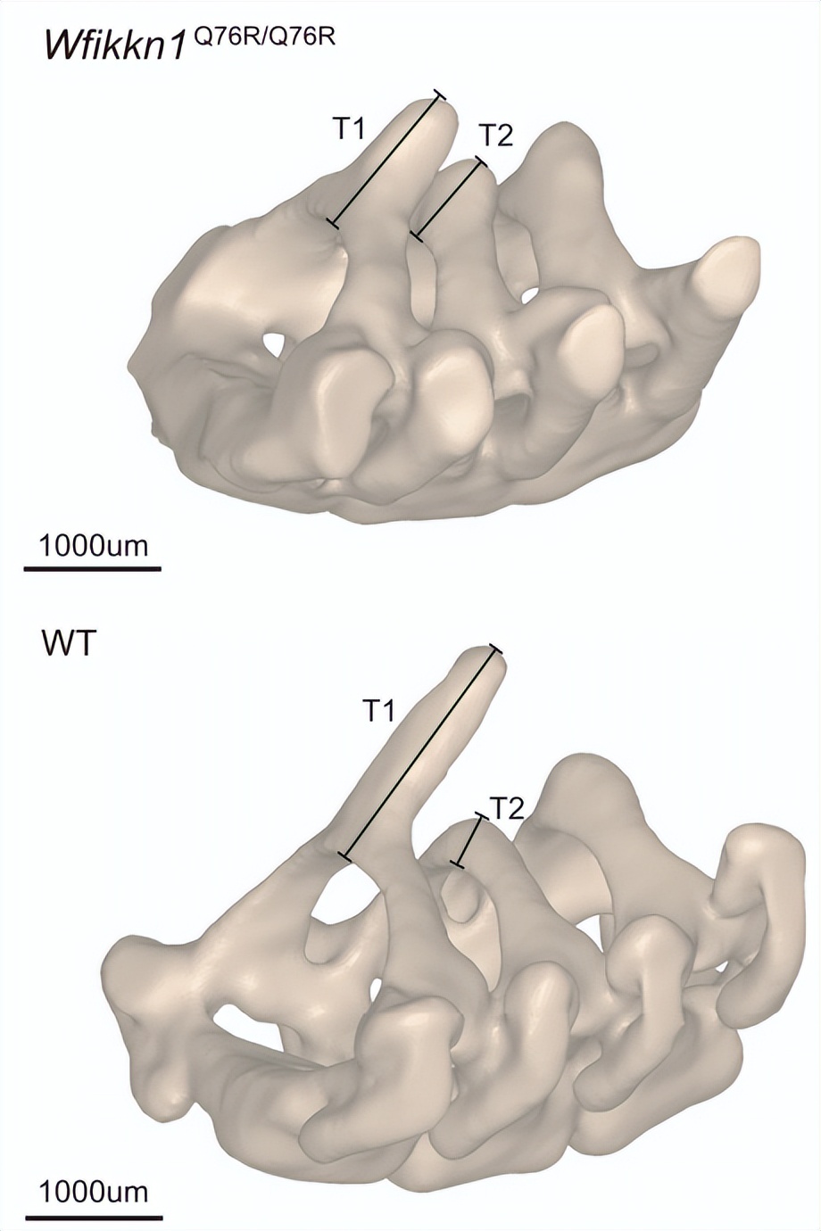 为什么南美的小山猴，“长得像”澳洲的袋鼠？