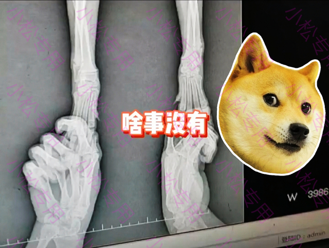 上海：狗狗突然瘸了主人带它去看病，花了1700以后医生说它是装的