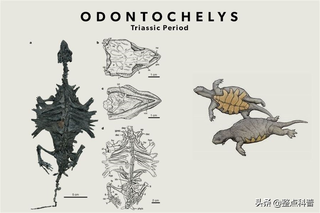 进化论的终极bug：乌龟，如何成为科学家们的“噩梦”？