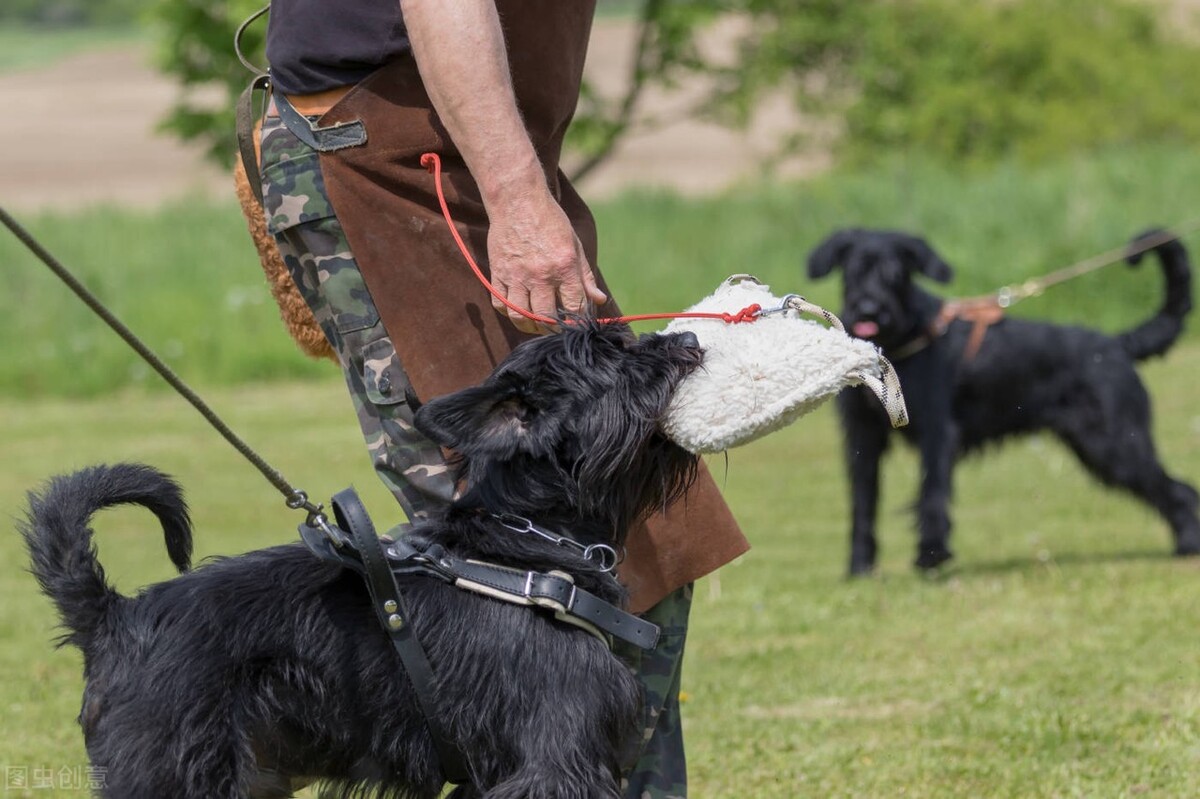 训练1只狗收费2万？宠物学校那么赚钱，为什么很少有人开？