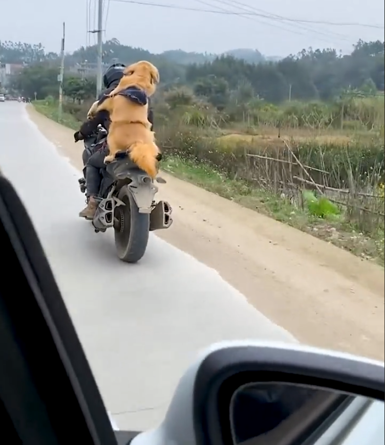 男子带狗骑摩托300多公里回家过年，因怕给人添麻烦，又怕狗狗吃不好