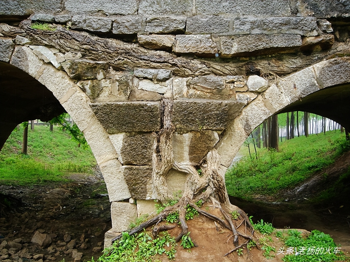 2011年拍摄的“树驮桥”古朴原始，树桥共生，相依为命