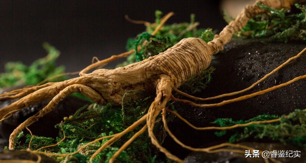 上世纪发现160年老山参,重达九两二钱,专家:价值两百万