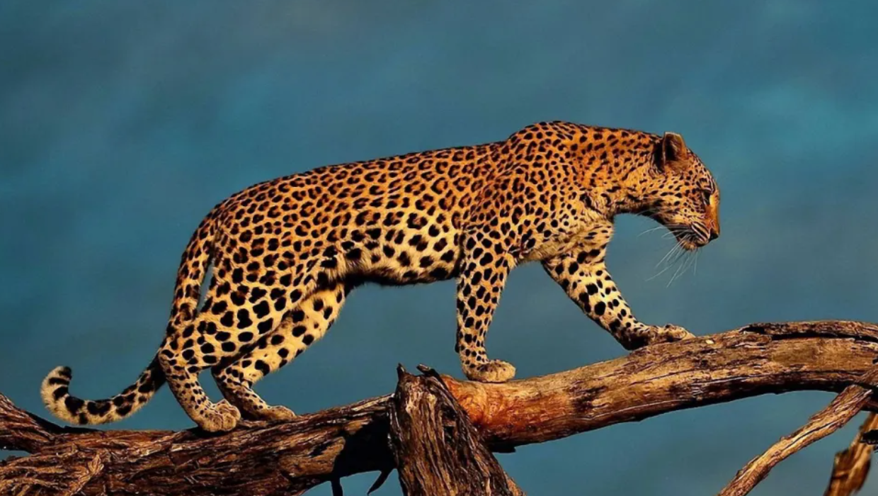 从猎豹的身体结构,捕食能力说起