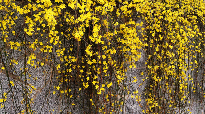 金英翠萼带春寒,黄色花中有几般——迎春,立春第一花