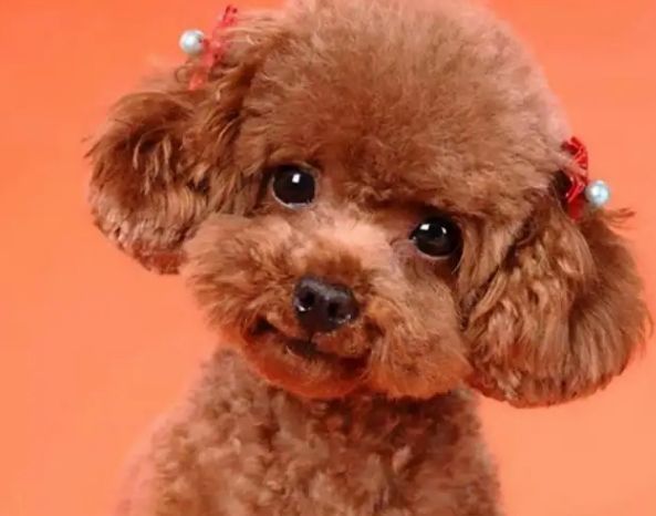 "纯种"泰迪犬,一般都有这6个特征