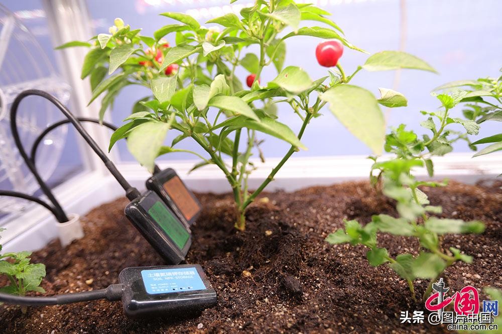 第五届数字中国建设成果展览会迎来首个公众日“数字”让生活更美好