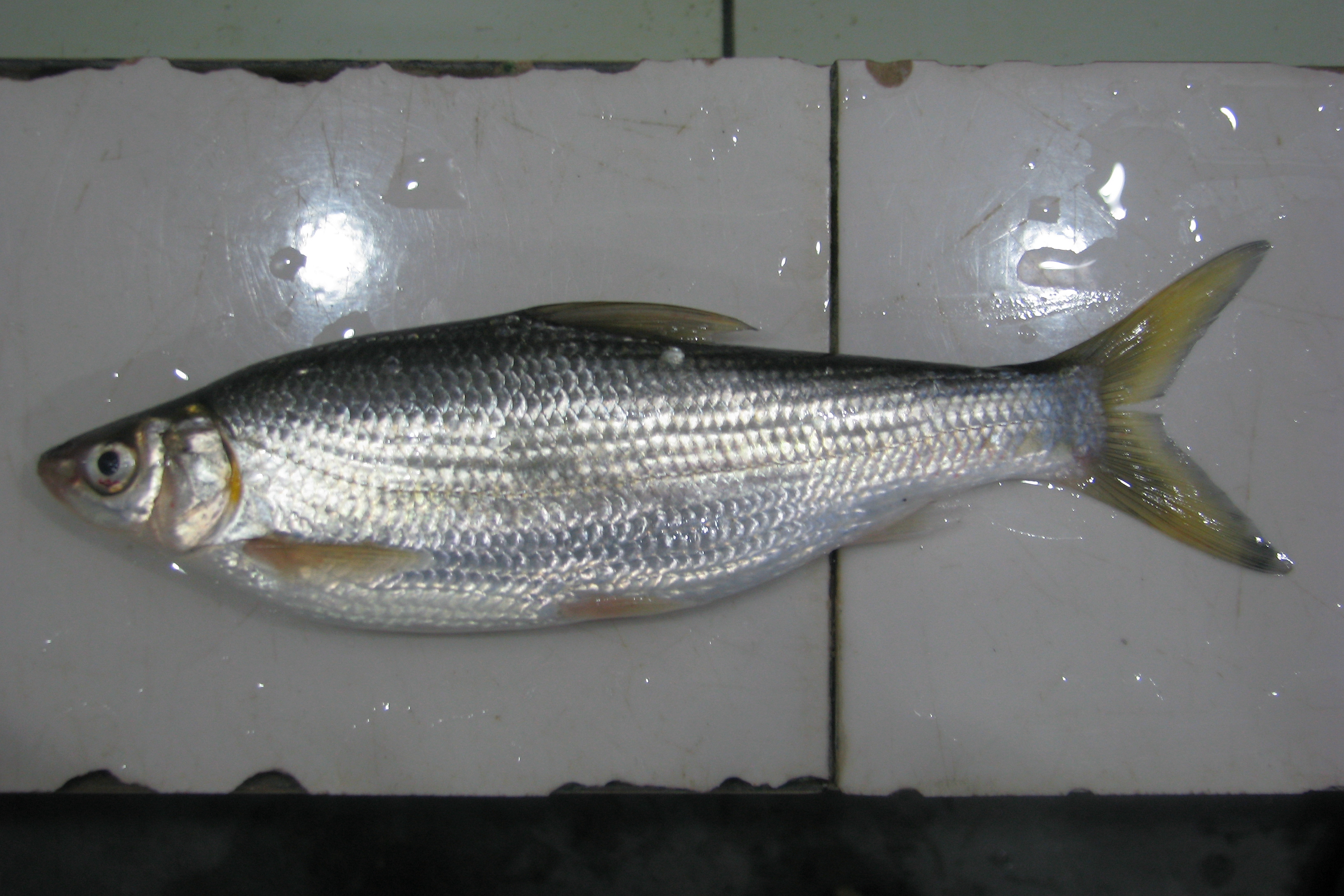 黑龙江鱼类之"三十二杂鱼"图谱_淡水鱼类_西南渔业网 水花鱼 水产养殖