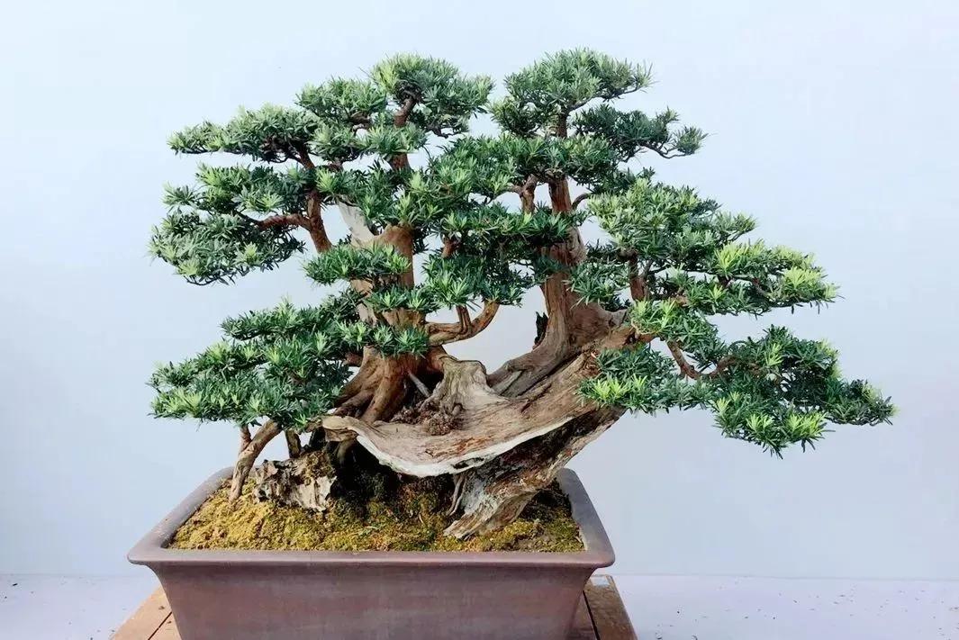 罗汉松名家盆景欣赏