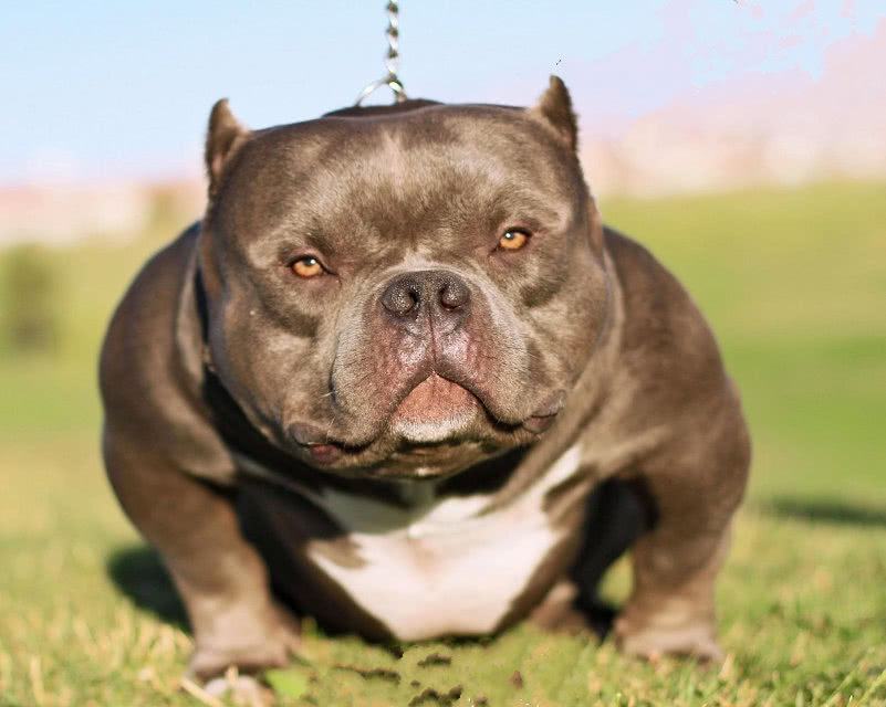 恶霸犬价格难怪现在少人养恶霸犬