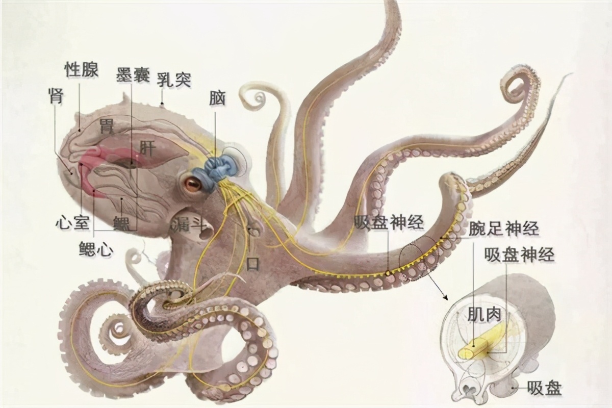 章鱼有几个大脑（章鱼有9个大脑，还能编辑基因？）-第7张图片