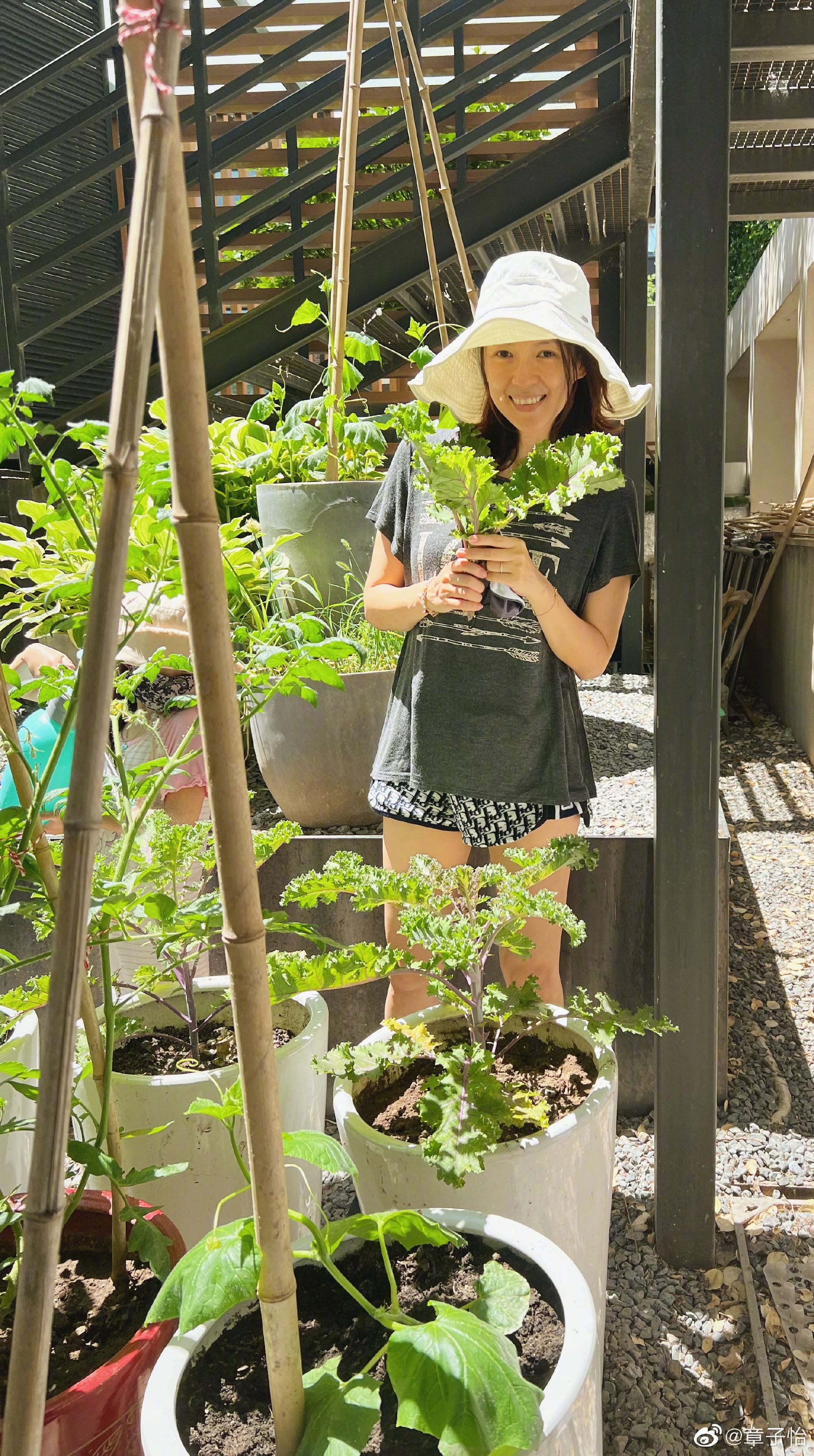 是女明星也是“菜农”！柳岩吃过刘亦菲种的茄子，张馨予家有农场