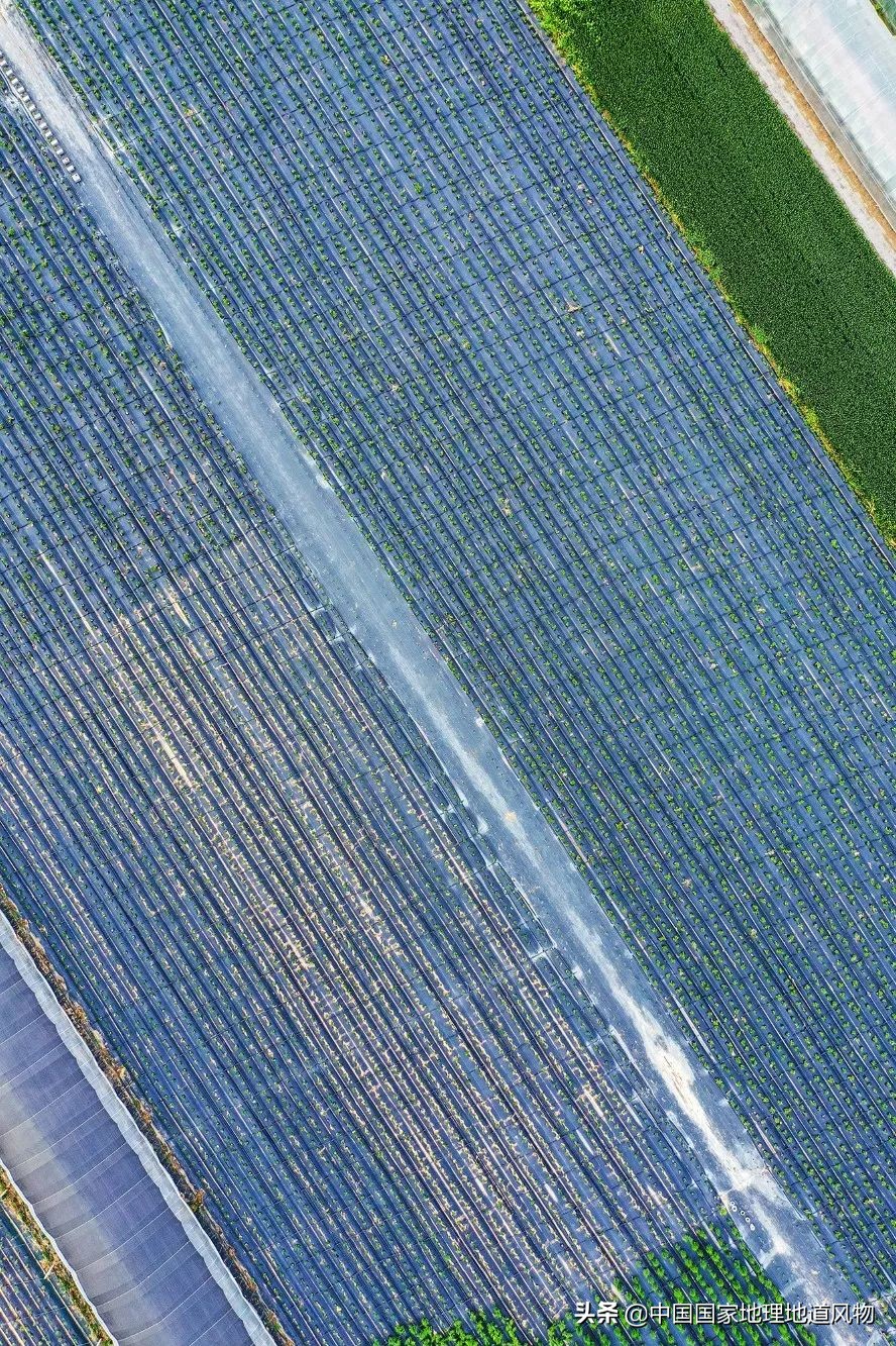 助力蔬菜自由，山东、河南、河北、江苏四省，种菜到底有多猛？