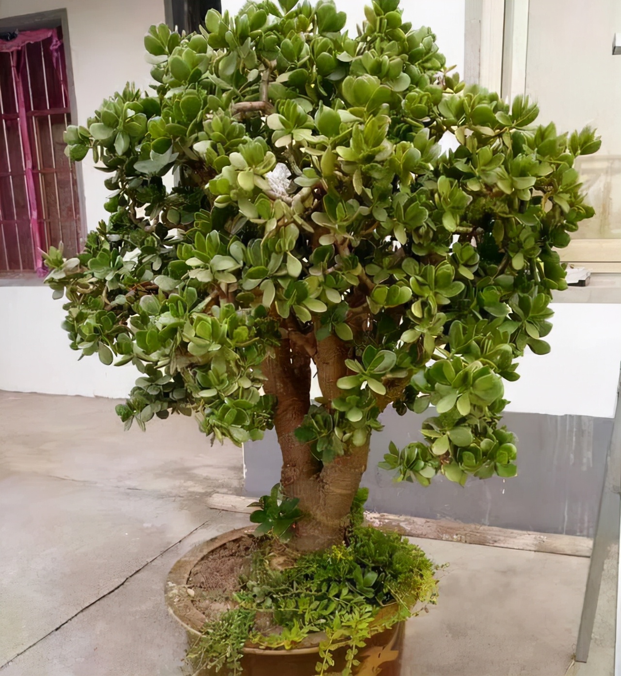 玉樹圖片,玉樹圖片盆景
