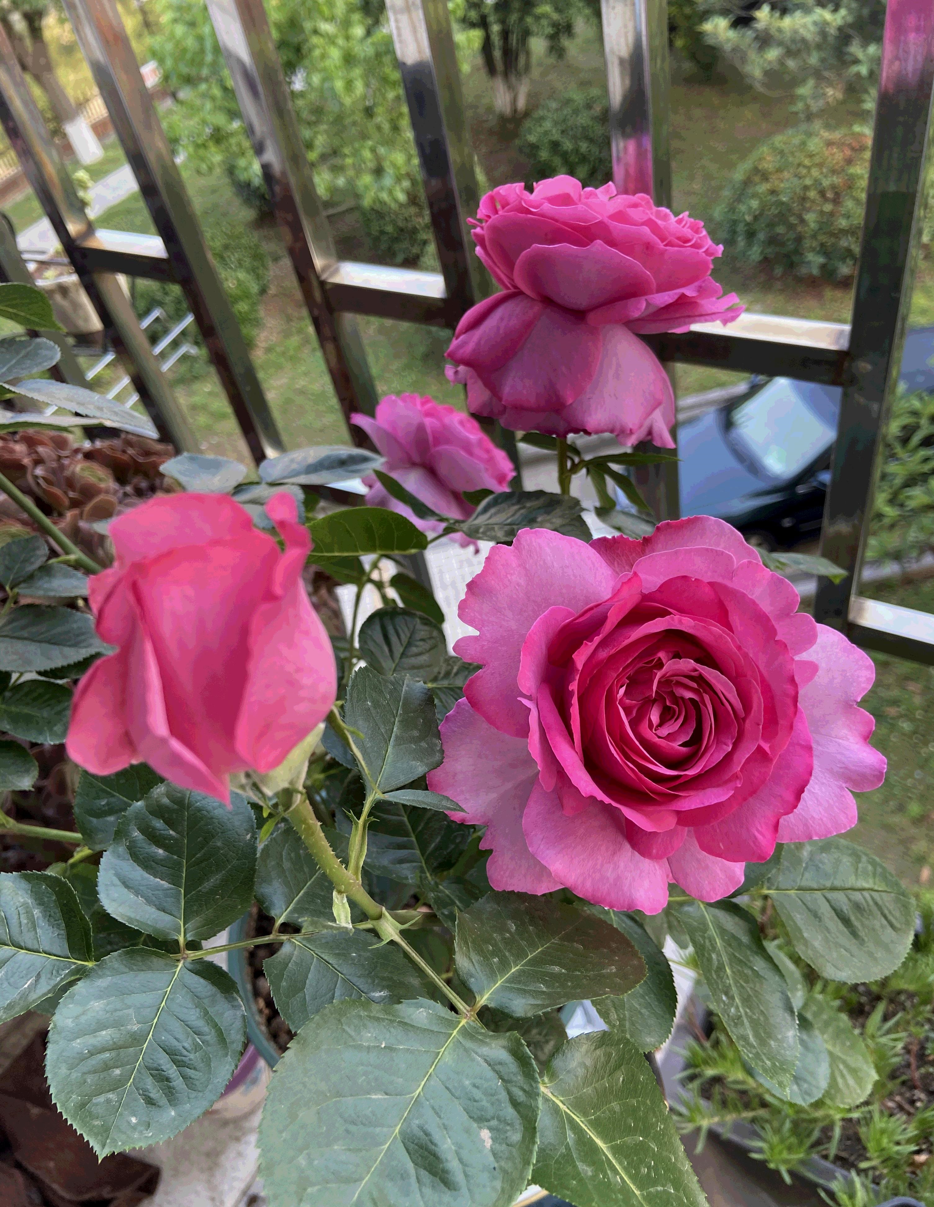 浓香月季第一名（一款美如牡丹的月季花大色美）