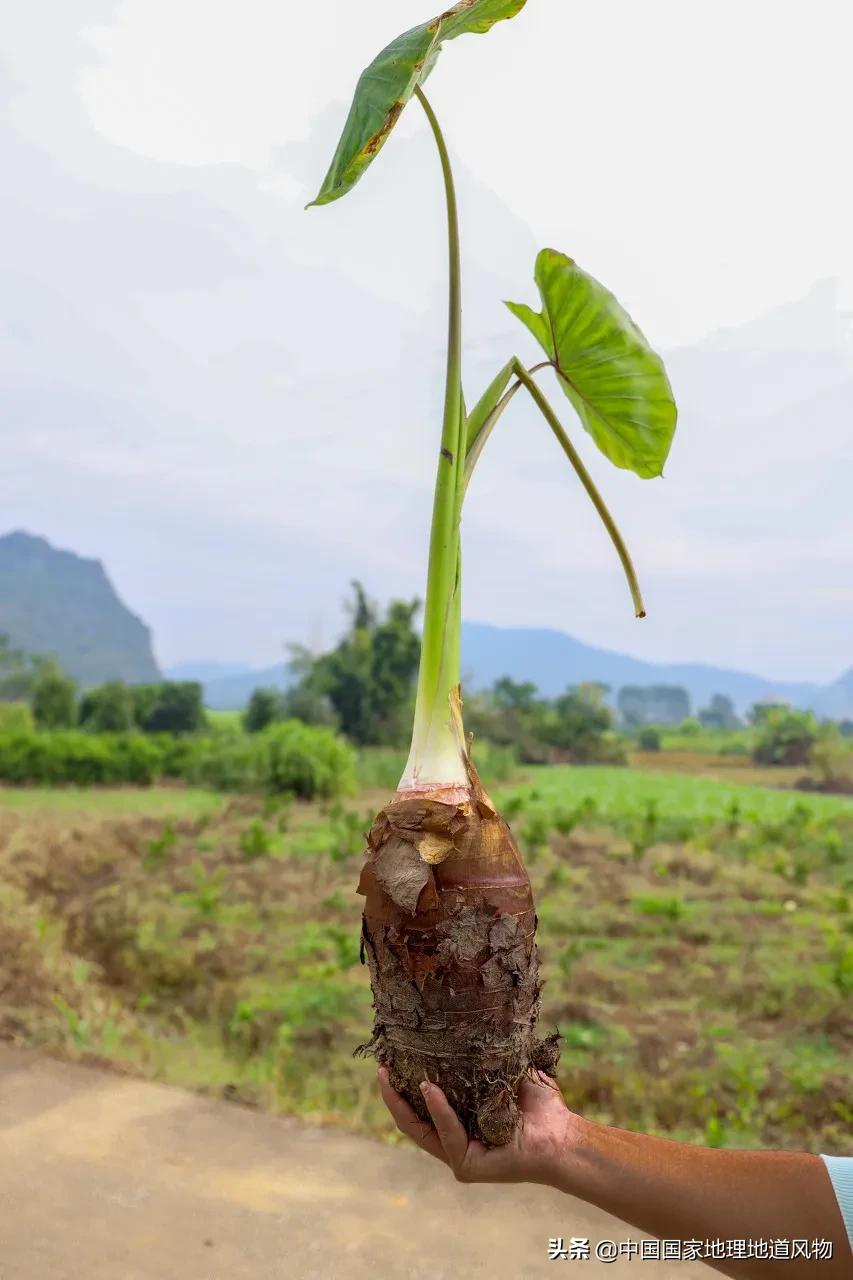梅菜、芋头、腐乳、笋干扣肉？中国哪里的扣肉最香？