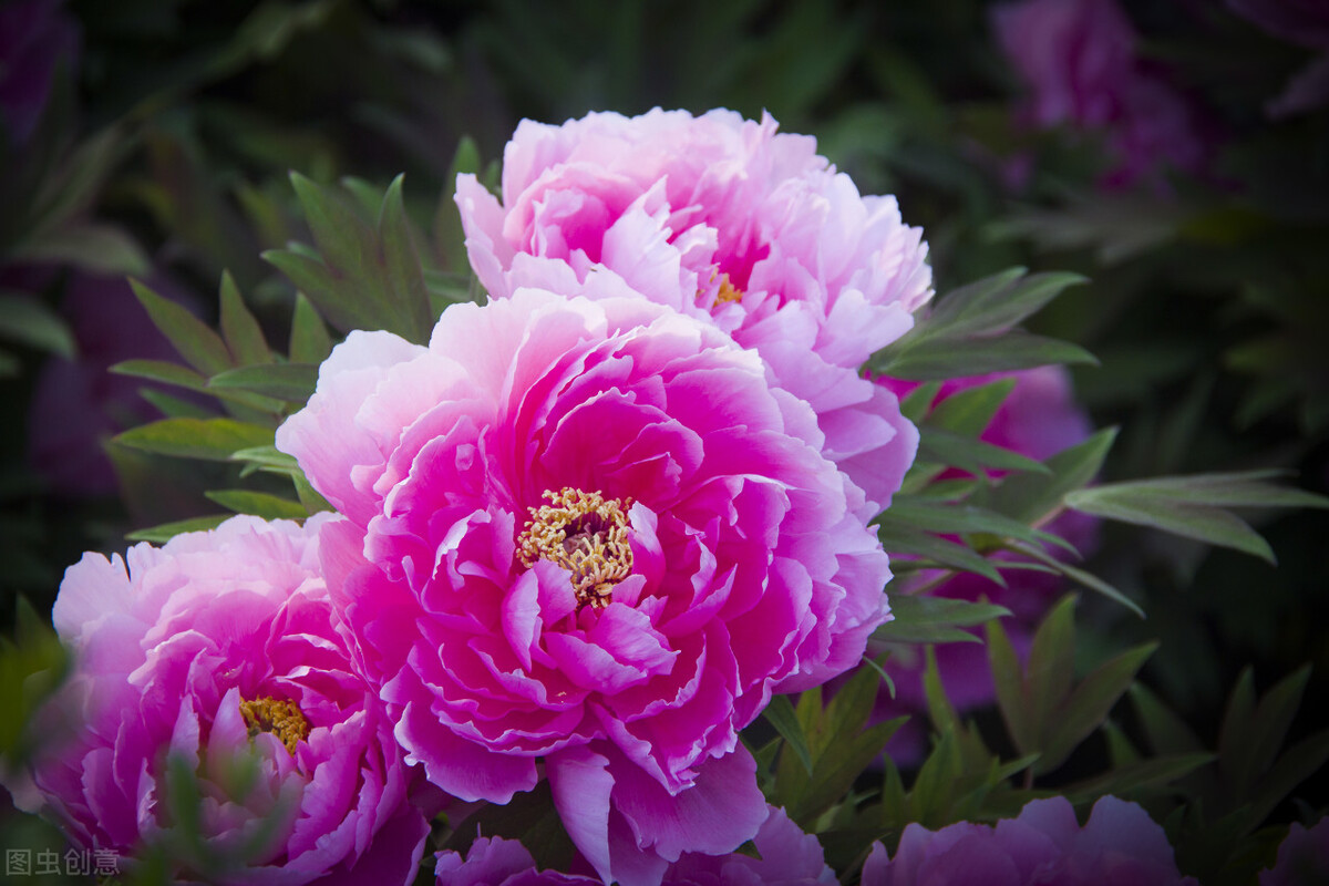 10首国色天香的牡丹花诗词，配上照片，最适合四月发朋友圈