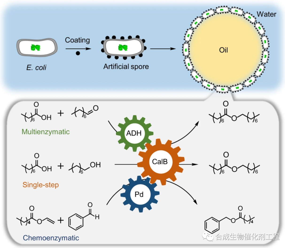 表达脂肪酶的大肠杆菌人工孢子界面催化更高效