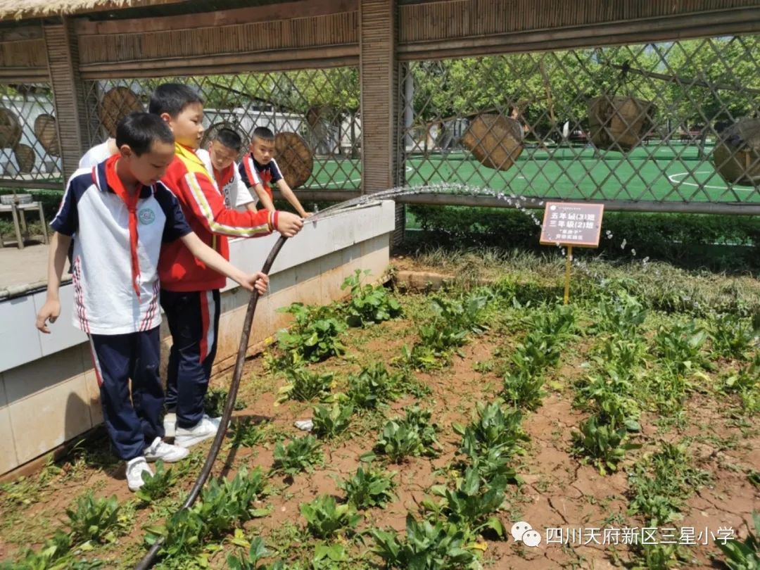 致敬最可爱的人——四川天府新区三星小学开展劳动实践周系列活动