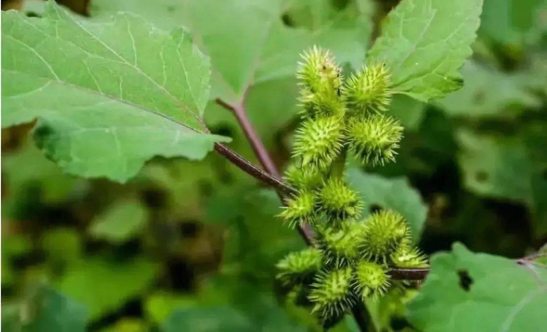 农村8种常见的有毒植物，不能随意采摘来吃，收藏起来并告诉家人