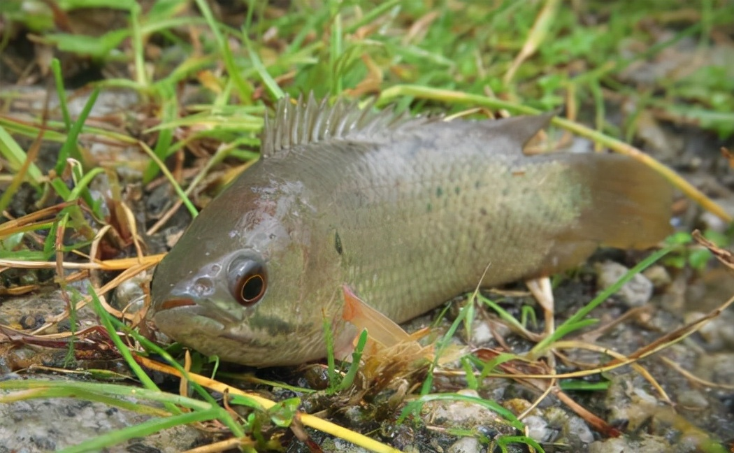 什麼怪魚?廣西山上出現會排隊