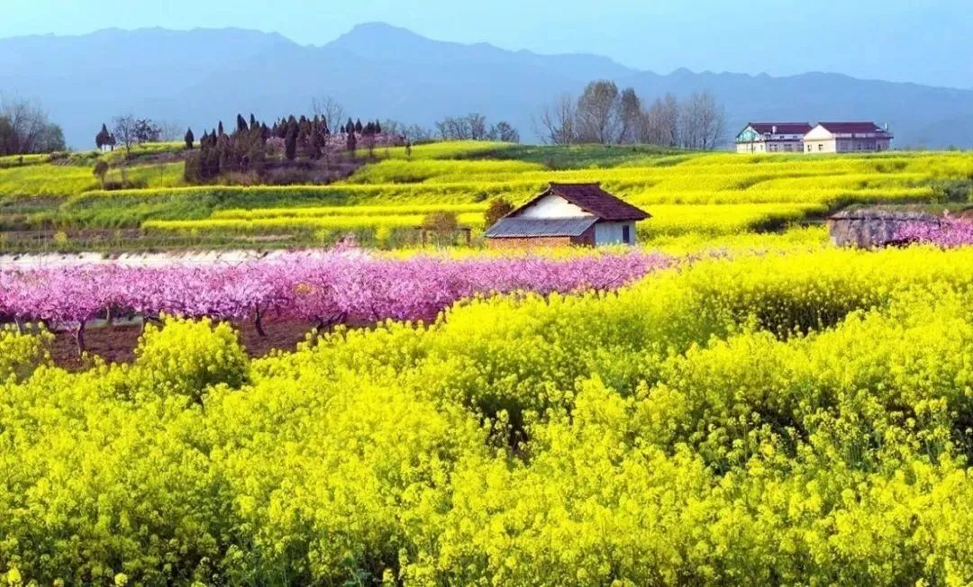 超美！漢中油菜花海美景醉人，快來隔屏感受春天的氣息~