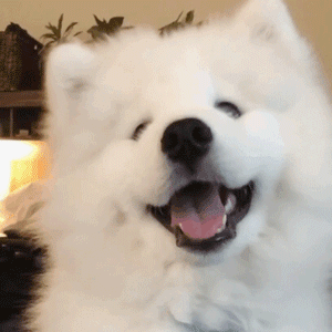 百科 | 萨摩耶犬，微笑甜美的冰雪精灵