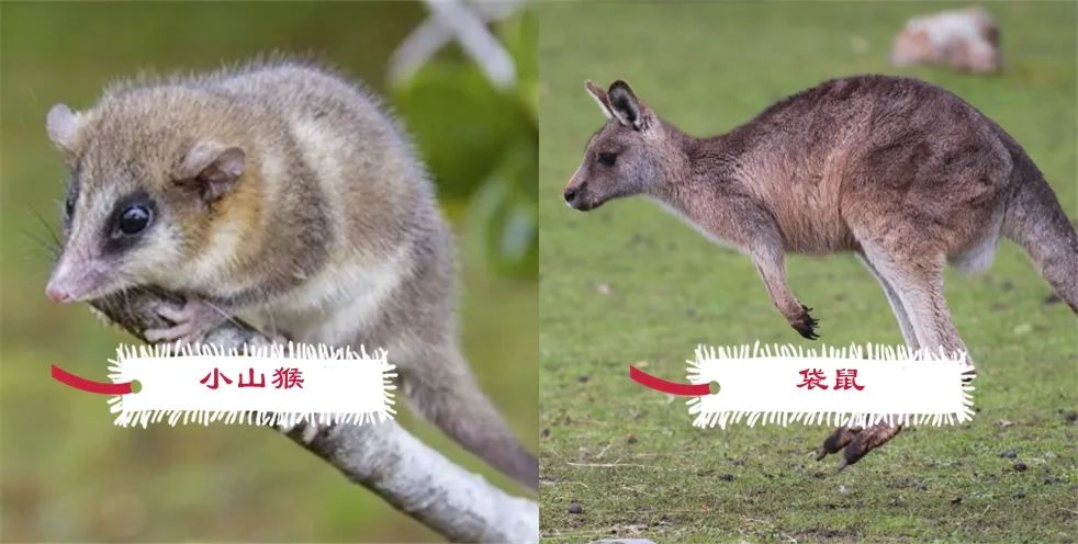 为什么南美的小山猴，“长得像”澳洲的袋鼠？