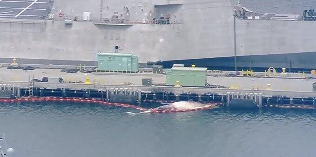 鲸鱼碰瓷核潜艇会爆炸吗？潜艇发射的鱼雷撞上鲸鱼又会发生什么？