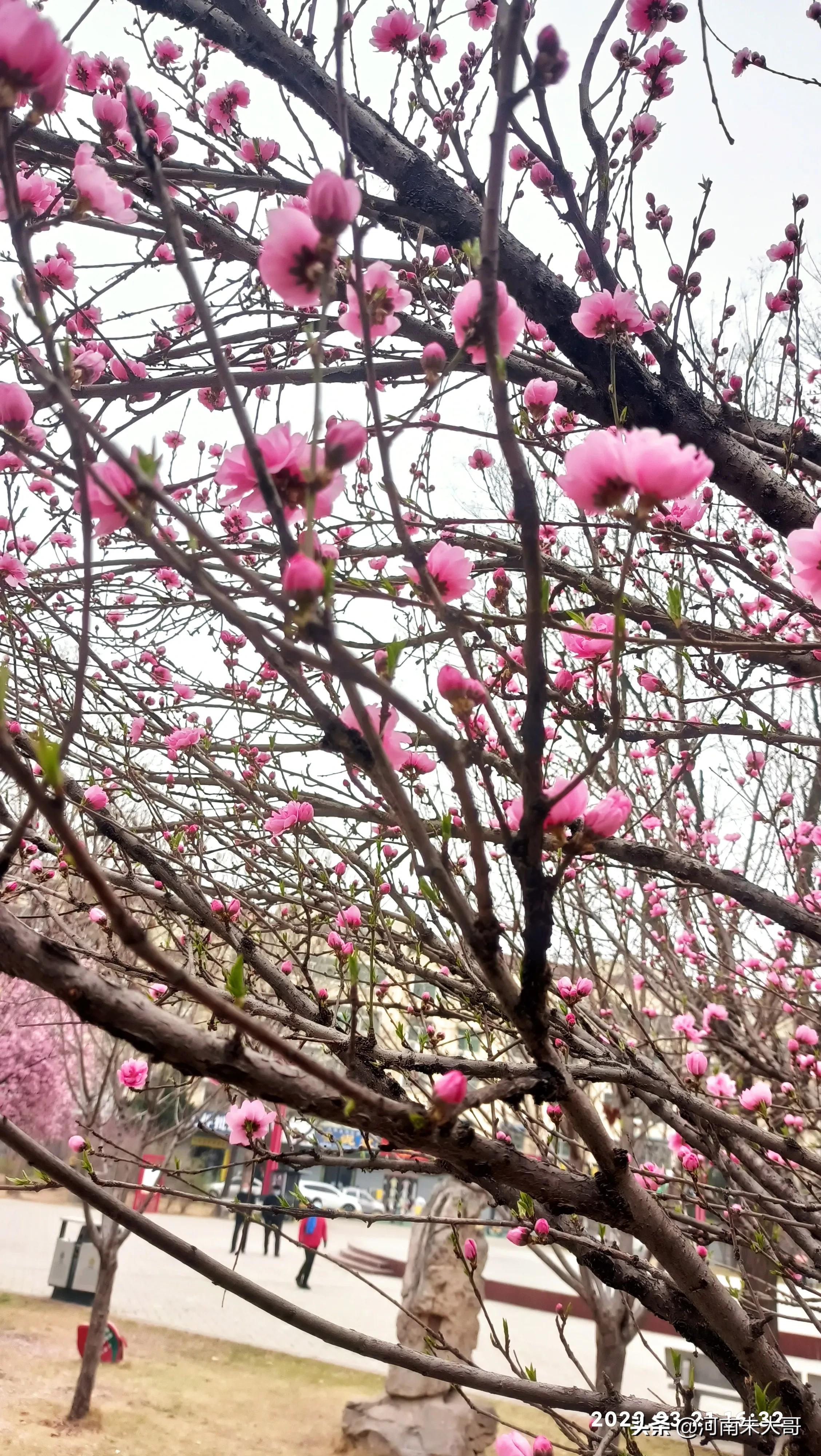 桃花是什么颜色（介绍开有三种颜色花的桃树）