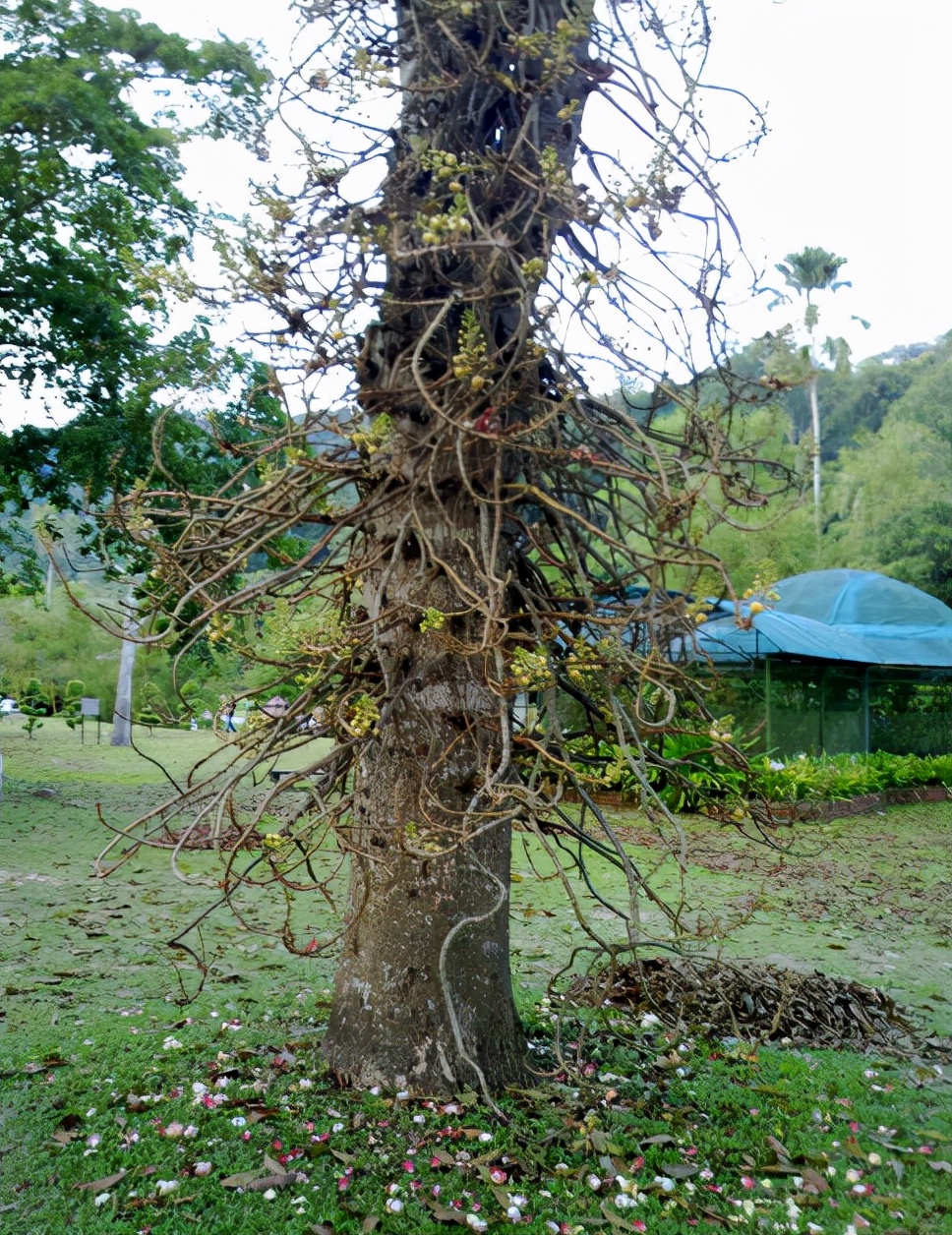 海芒果有剧毒吗(5种有剧毒的树木吃不得碰不得)