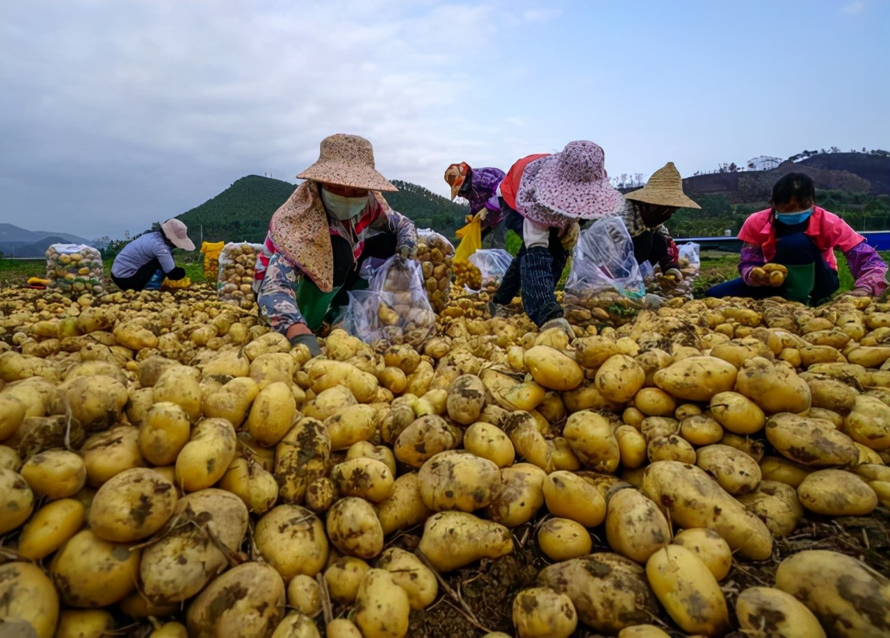 馬鈴薯產(chǎn)地,馬鈴薯產(chǎn)地在哪里