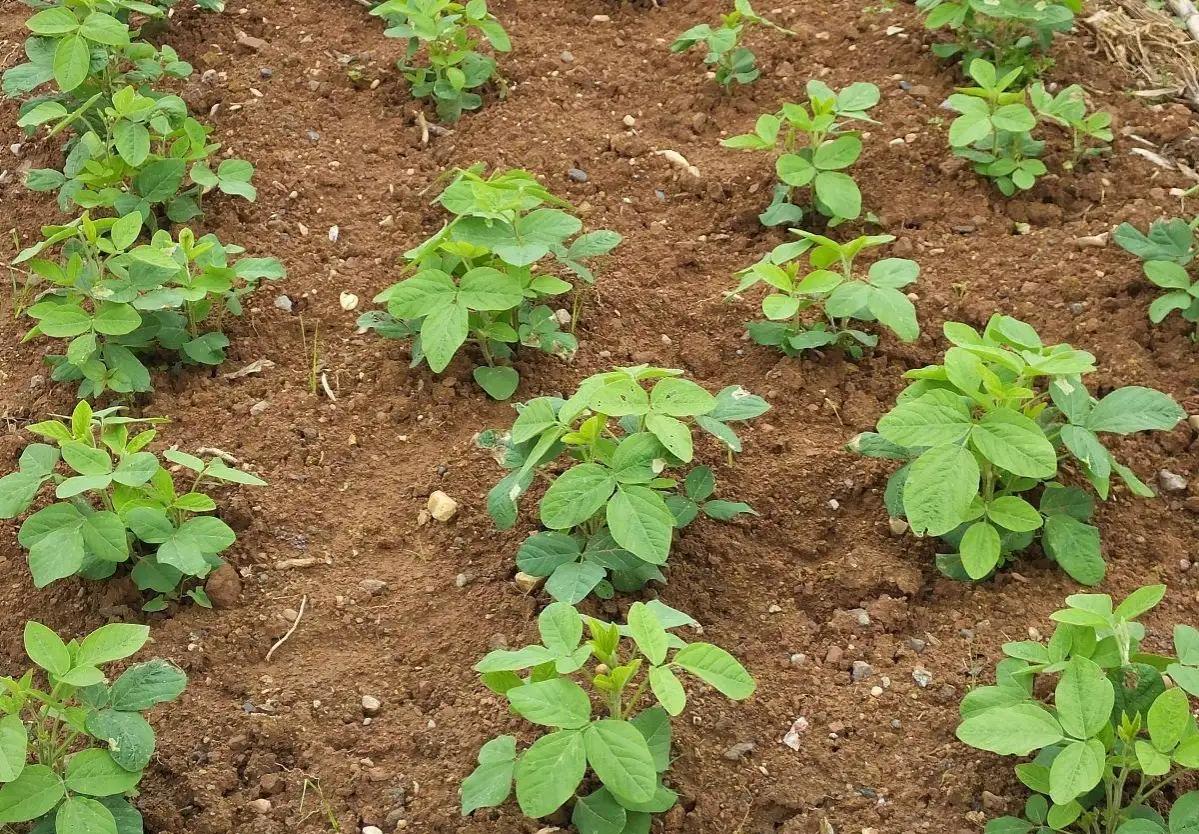 大豆属于什么植物（六句俗语说透大豆高产的全过程）