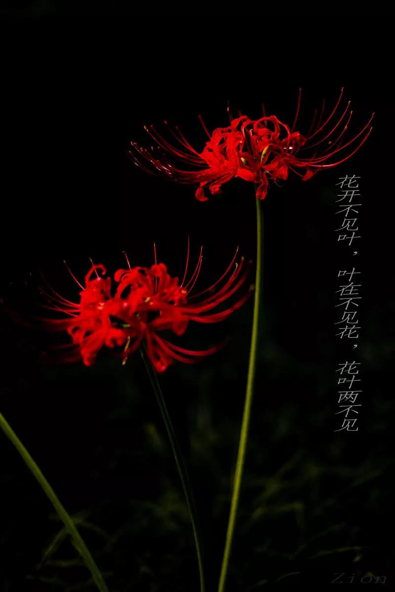 彼岸花的故事彼岸花的由来和传说