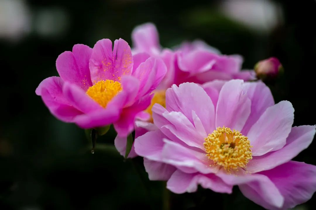 花开河东春来早｜花满闻喜，如画新绛！去看百花盛开的诗和远方！