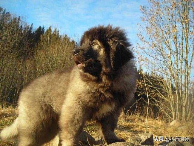 世界上兇猛的十種狗，日本土佐犬上榜，藏獒排名第二